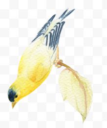 水彩黄鹂鸟