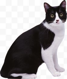 黑白猫咪