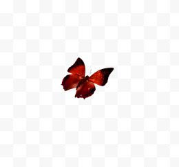 深红色蝴蝶