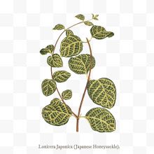 矢量Lonicera Japonica