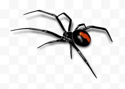 黑寡妇蜘蛛