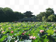 杭州曲院风荷风景区