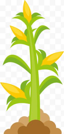 矢量黄色玉米植物