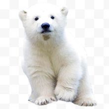 白色北极熊