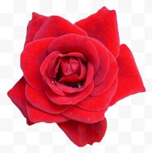红玫瑰的花