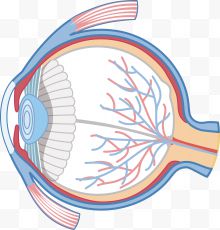 矢量人体眼球下载
