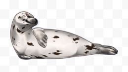 麻斑海豹
