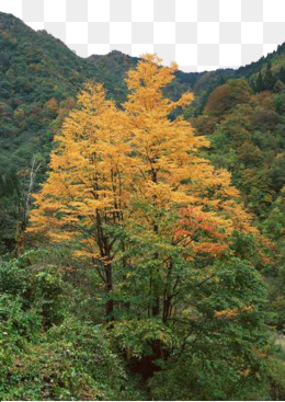 深山风景