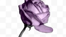 紫色高贵的玫瑰花