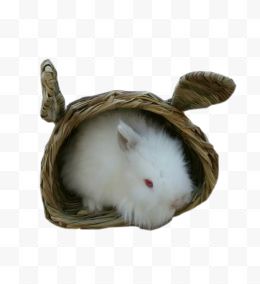 兔子窝白色兔子