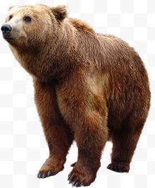 一头棕熊