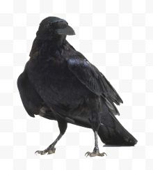 黑色乌鸦