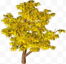 黄色大树