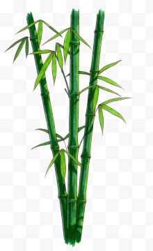 三根绿色竹子