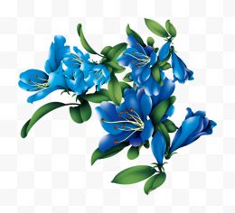 蓝色妖姬的花蕾高清