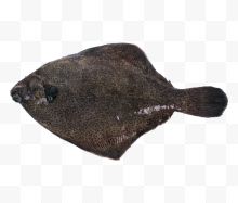 黑色的梭鱼