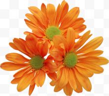 三朵橙色菊花