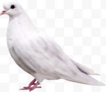 高清白色羽毛小鸽子