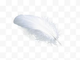 一片白色羽毛