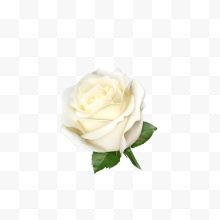 矢量白色纯洁玫瑰花