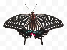 黑色孤立蝴蝶昆虫标本