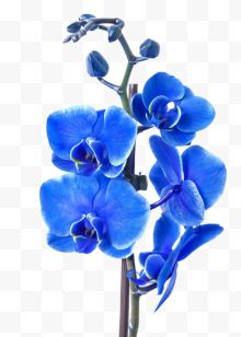 卡通手绘蓝色的鲜花
