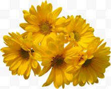 黄色花朵的花束