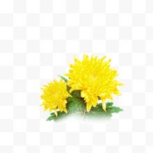 两朵黄色菊花