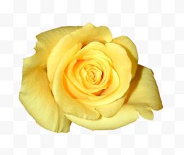 一朵黄色玫瑰花