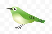绿色的小鸟图片