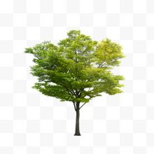 一棵绿色大树