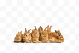 复活节的兔子