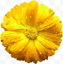 黄色清新花朵装饰图案...