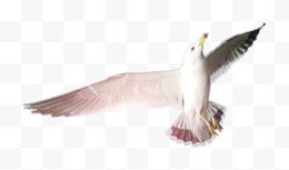 向上飞翔的海鸥