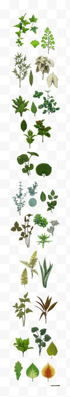 各种植物的绿叶 