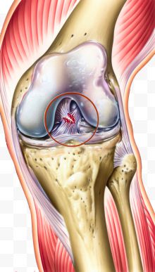 膝盖结构医学插图