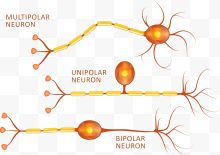 矢量图神经细胞