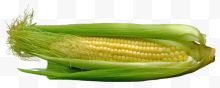 玉米图像