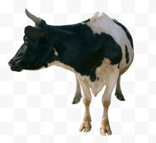 一只大大的奶牛回头看...
