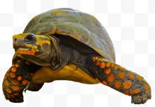 Tortoise Green橙色