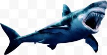 凶猛蓝色鲨鱼