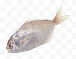 fish鱼