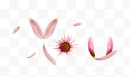 粉红花瓣漂浮