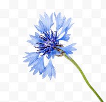 水彩蓝色小花