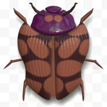 棕色的斑纹的甲虫