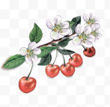 卡通手绘红色的樱桃