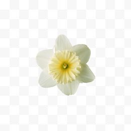 1朵白色花朵植物