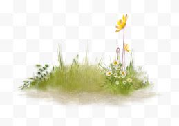 草丛 白色小花 黄色花朵 