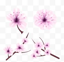 粉色樱花花枝