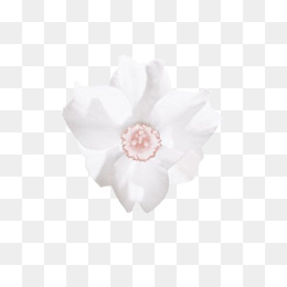 白色水墨画花朵